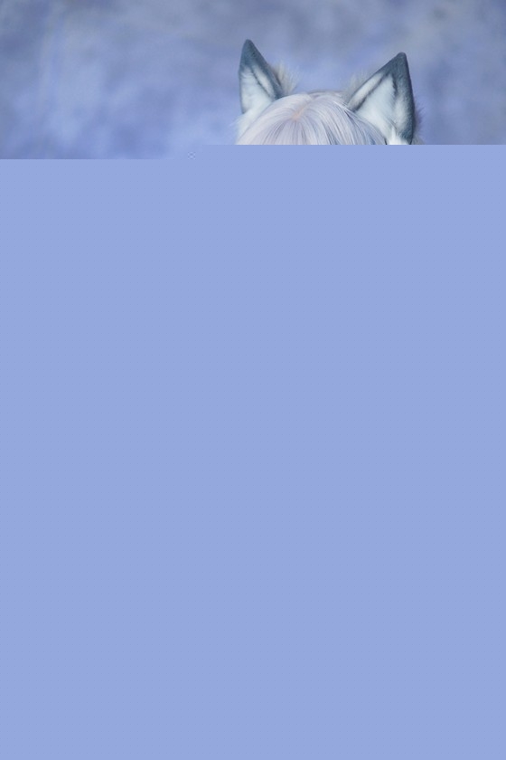 [ElyEE子] ElyEE子 – NO.43 猫耳白丝带 [54P/163M]-福利吧